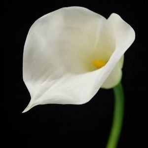 Meet your Posher, Marion